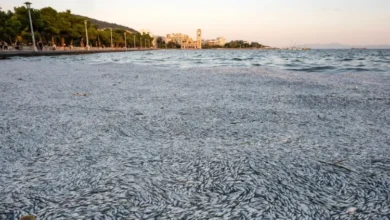 State of Emergency in Greek Coastal City After Tons of Dead Fish Found