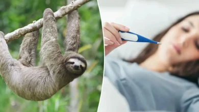 Sloth Fever: Over 20 Cases Detected in the United States