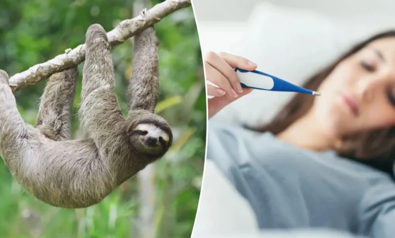 Sloth Fever: Over 20 Cases Detected in the United States