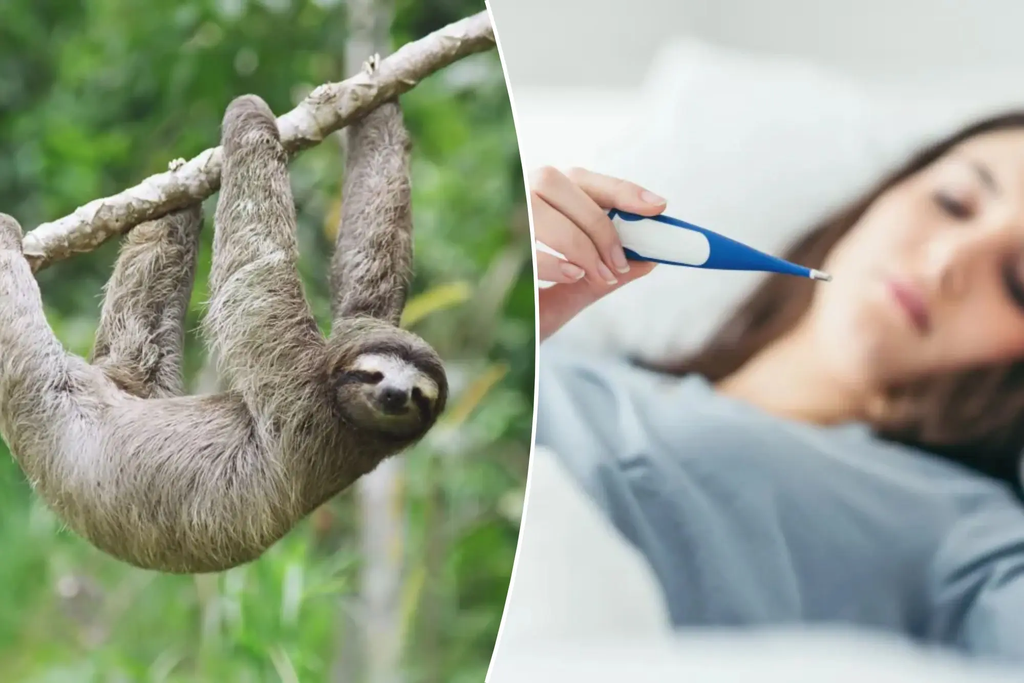 Sloth Fever: Over 20 Cases Detected in the United States