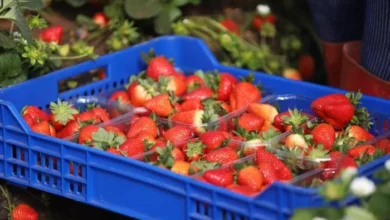 Spanish Strawberry Producers Demand Tariffs on Moroccan Exports