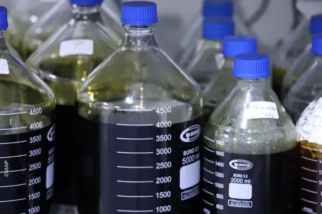Inauguration of the First Legalized Cannabis Processing Plant in Taounate