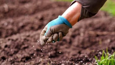 Morocco a Major Exporter of Fertilizers to the European Union