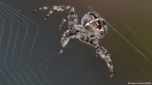 Development of a New Drug to Treat Heart Attacks from Australian Spider Venom