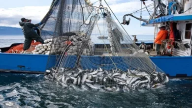 Russia Allocates 10,000 Tons of Fish Quota in Moroccan Waters to Its Companies