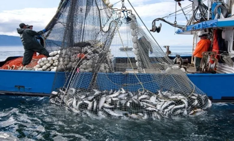 Russia Allocates 10,000 Tons of Fish Quota in Moroccan Waters to Its Companies