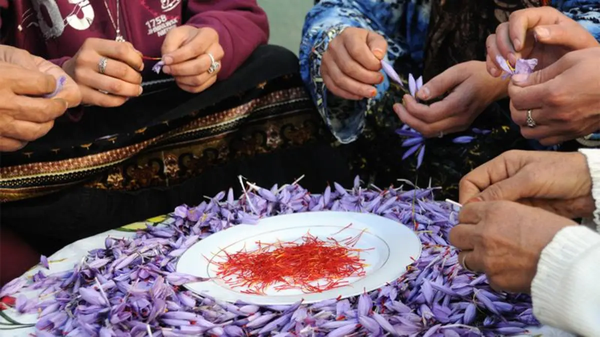 Taliouine Saffron : The Red Gold that Scents Moroccan Tables and Reaches the World